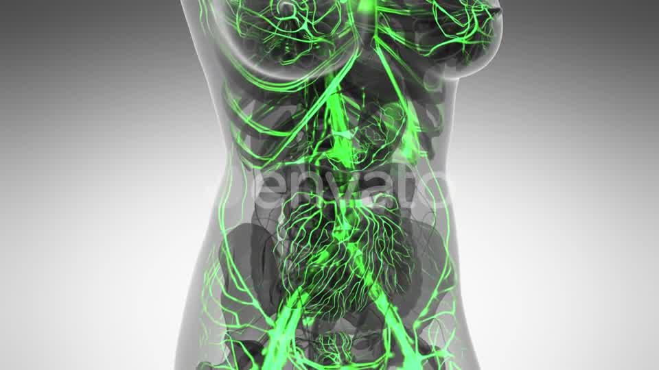 Human Body with Glow Blood Vessels - Download Videohive 21591358
