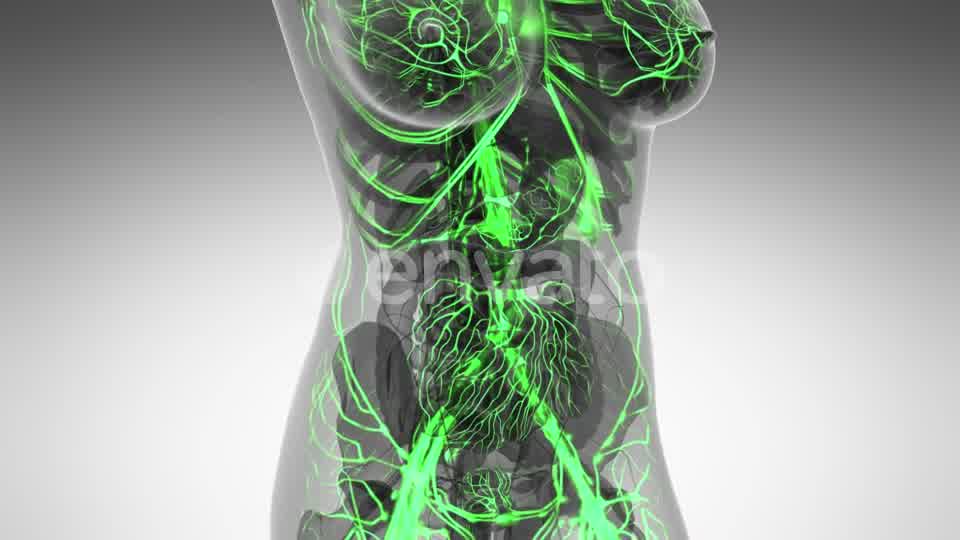 Human Body with Glow Blood Vessels - Download Videohive 21591358