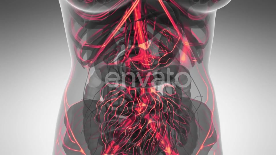 Human Body with Glow Blood Vessels - Download Videohive 21591646