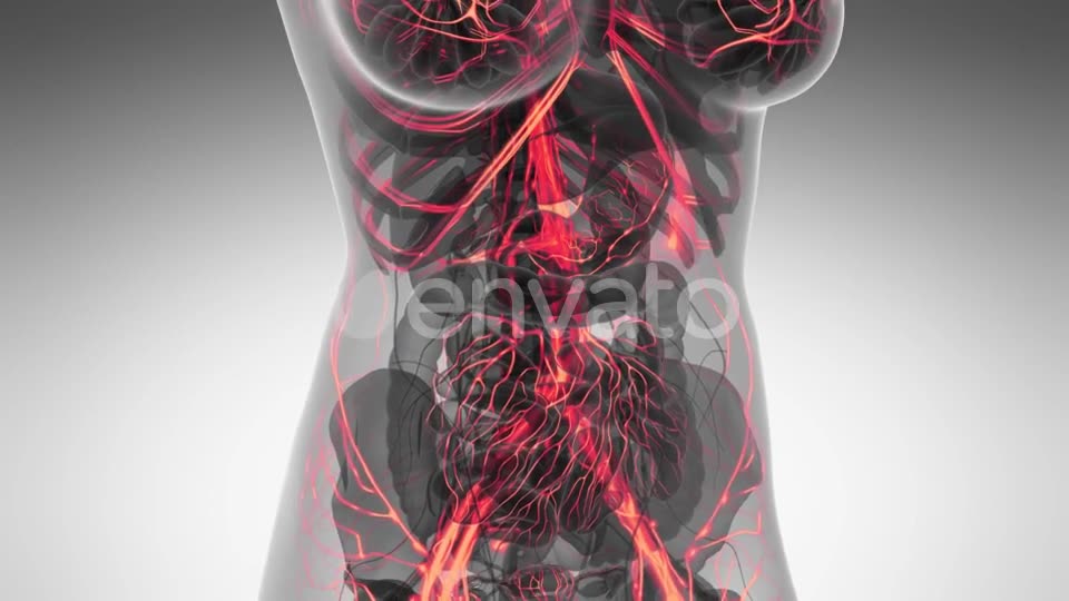Human Body with Glow Blood Vessels - Download Videohive 21591646