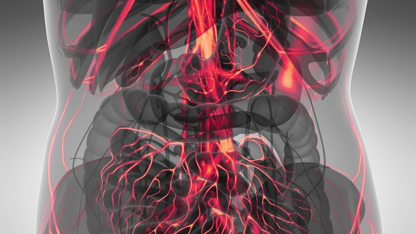 Human Body with Glow Blood Vessels - Download Videohive 21591646