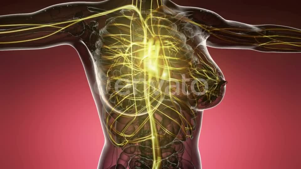 Human Body with Glow Blood Vessels - Download Videohive 21633688