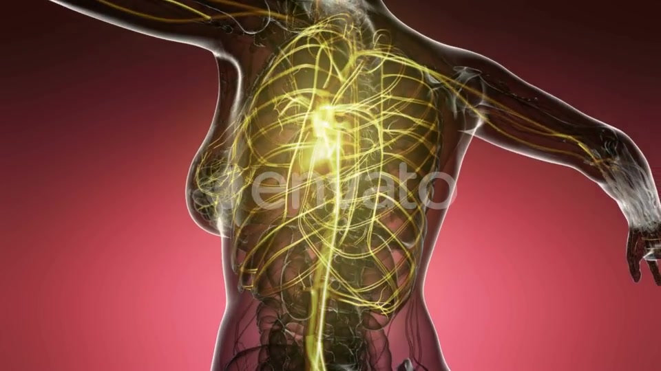 Human Body with Glow Blood Vessels - Download Videohive 21633688