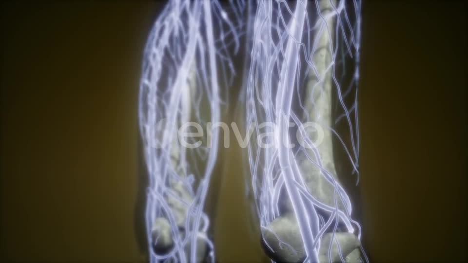 Human Body with Glow Blood Vessels - Download Videohive 21674524