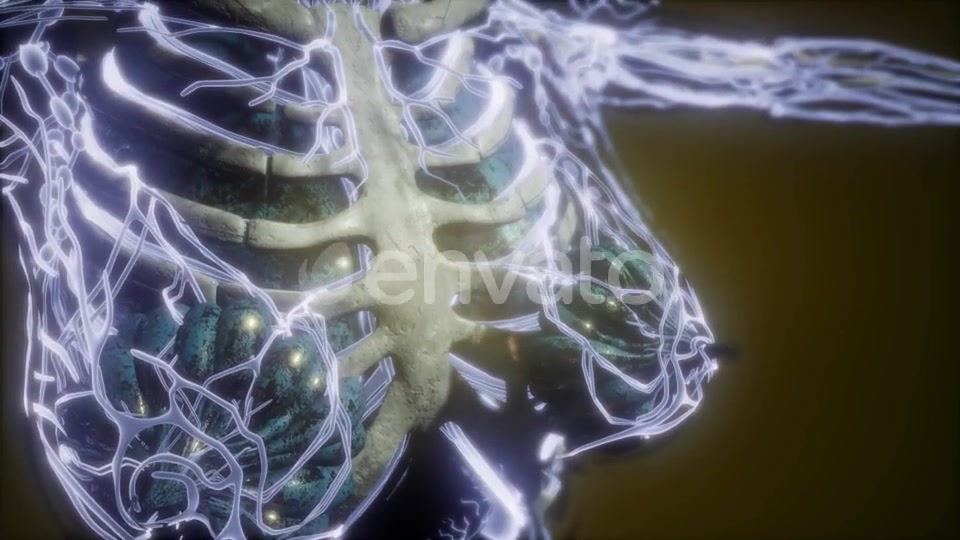 Human Body with Glow Blood Vessels - Download Videohive 21674524