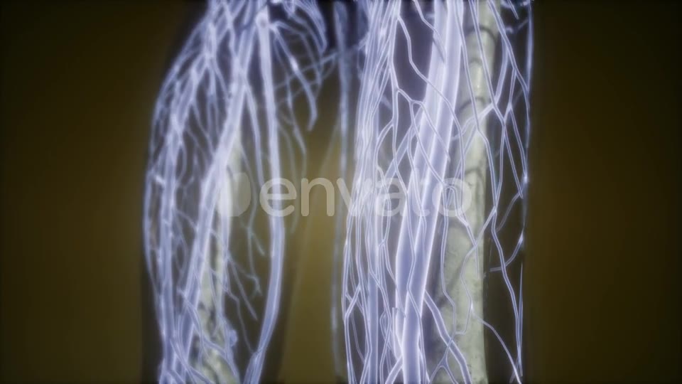 Human Body with Glow Blood Vessels - Download Videohive 21674524