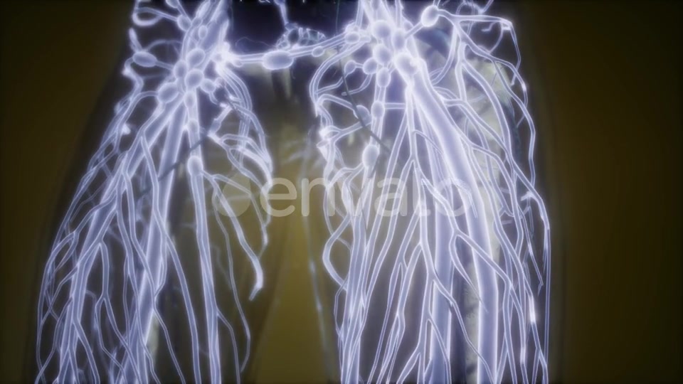 Human Body with Glow Blood Vessels - Download Videohive 21674524