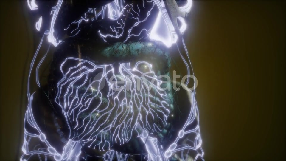 Human Body with Glow Blood Vessels - Download Videohive 21674524