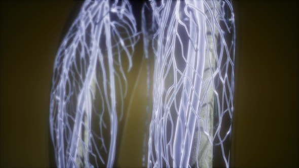 Human Body with Glow Blood Vessels - Download Videohive 21674524
