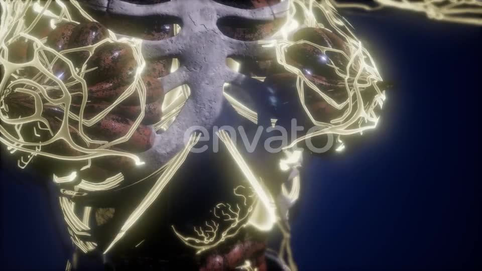 Human Body with Glow Blood Vessels - Download Videohive 21674536