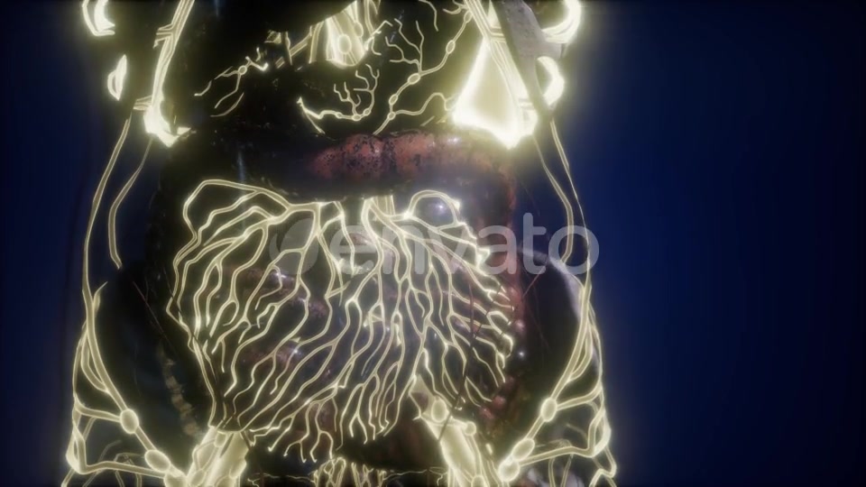 Human Body with Glow Blood Vessels - Download Videohive 21674536