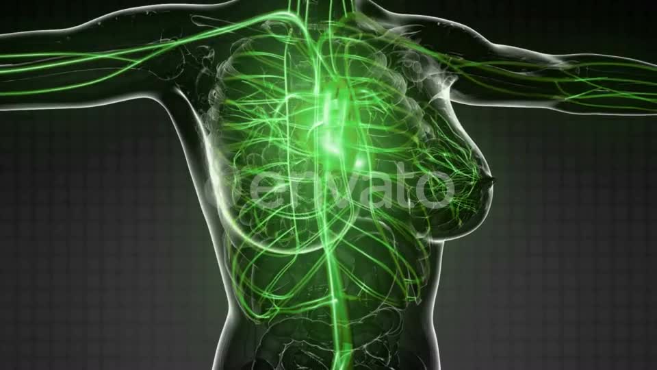 Human Body with Glow Blood Vessels - Download Videohive 21723125