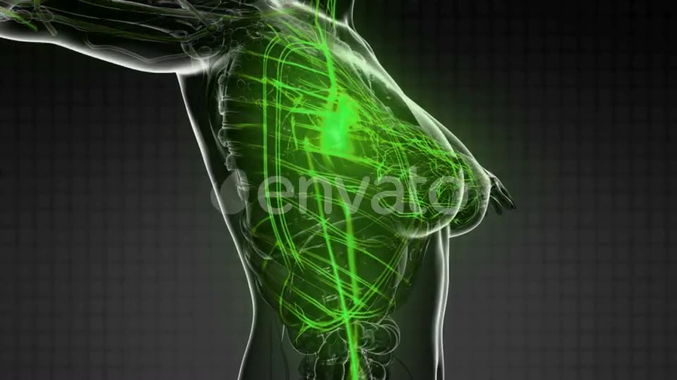 Human Body with Glow Blood Vessels - Download Videohive 21723125