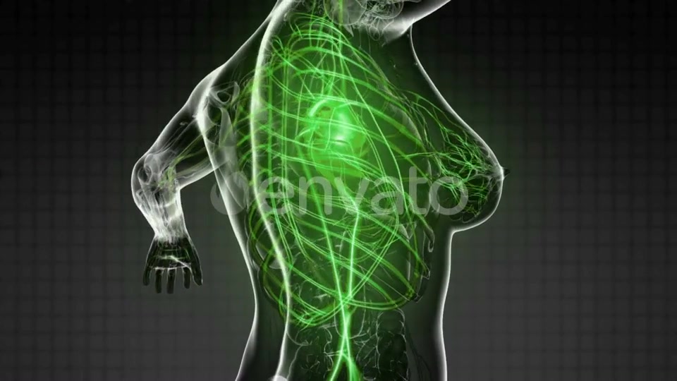 Human Body with Glow Blood Vessels - Download Videohive 21723125
