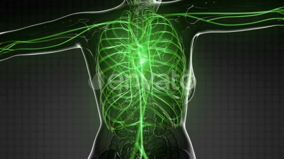 Human Body with Glow Blood Vessels - Download Videohive 21723125