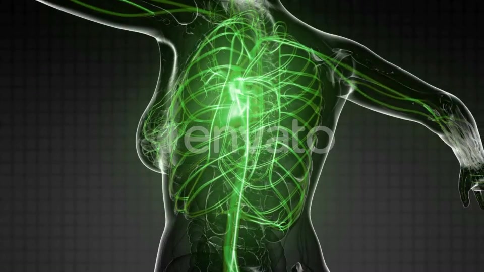 Human Body with Glow Blood Vessels - Download Videohive 21723125