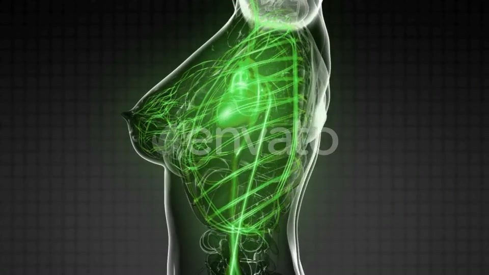 Human Body with Glow Blood Vessels - Download Videohive 21723125