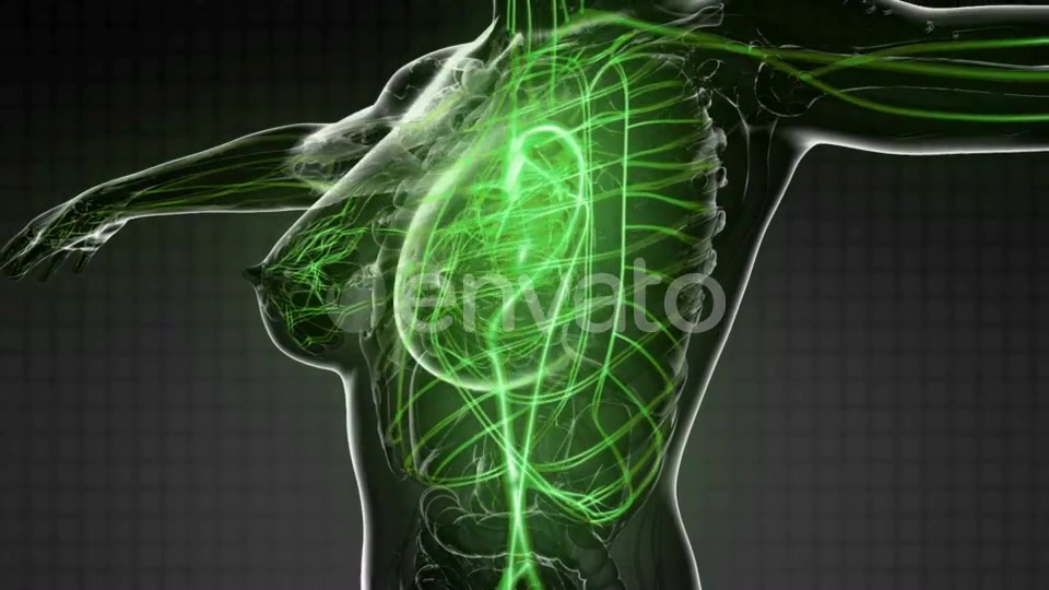 Human Body with Glow Blood Vessels - Download Videohive 21723125