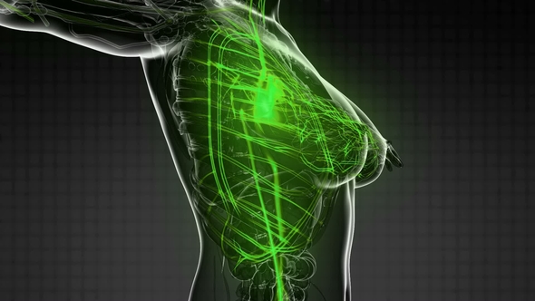 Human Body with Glow Blood Vessels - Download Videohive 21723125