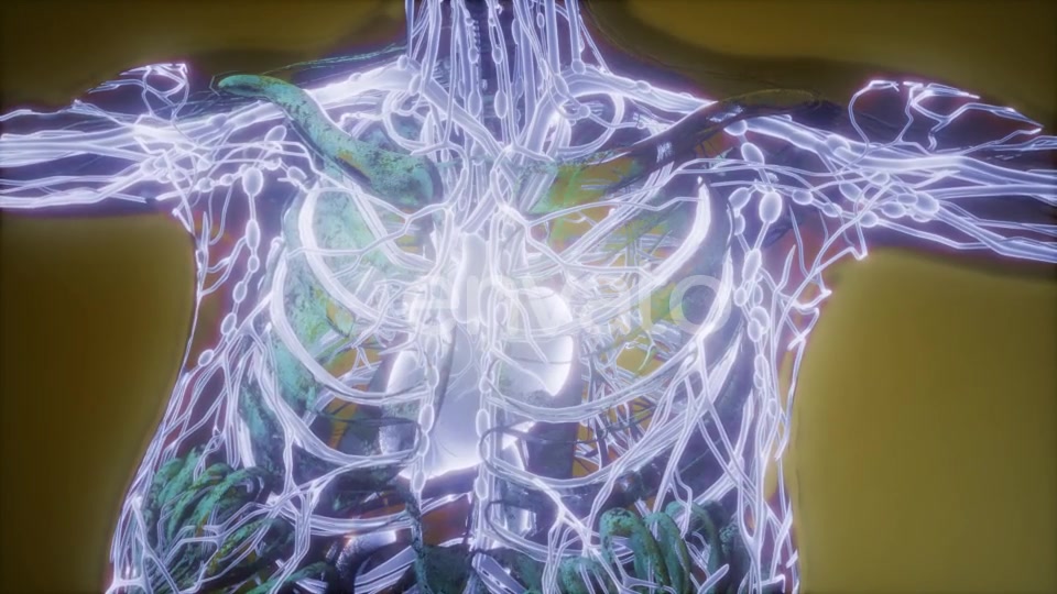 Human Body with Glow Blood Vessels - Download Videohive 21723293