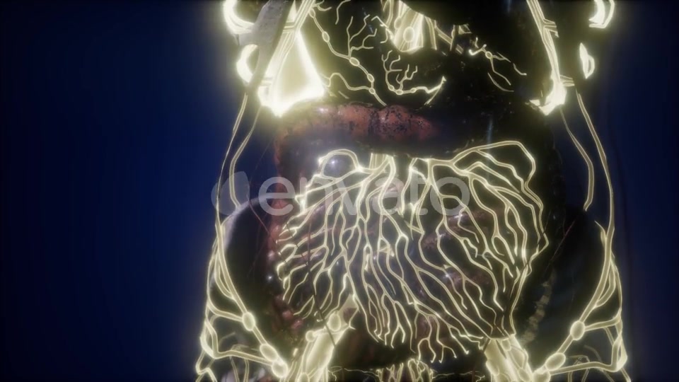 Human Body with Glow Blood Vessels - Download Videohive 21742484