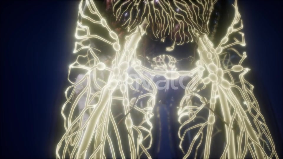 Human Body with Glow Blood Vessels - Download Videohive 21742484