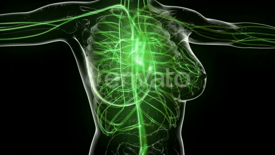 Human Body with Glow Blood Vessels - Download Videohive 21742596