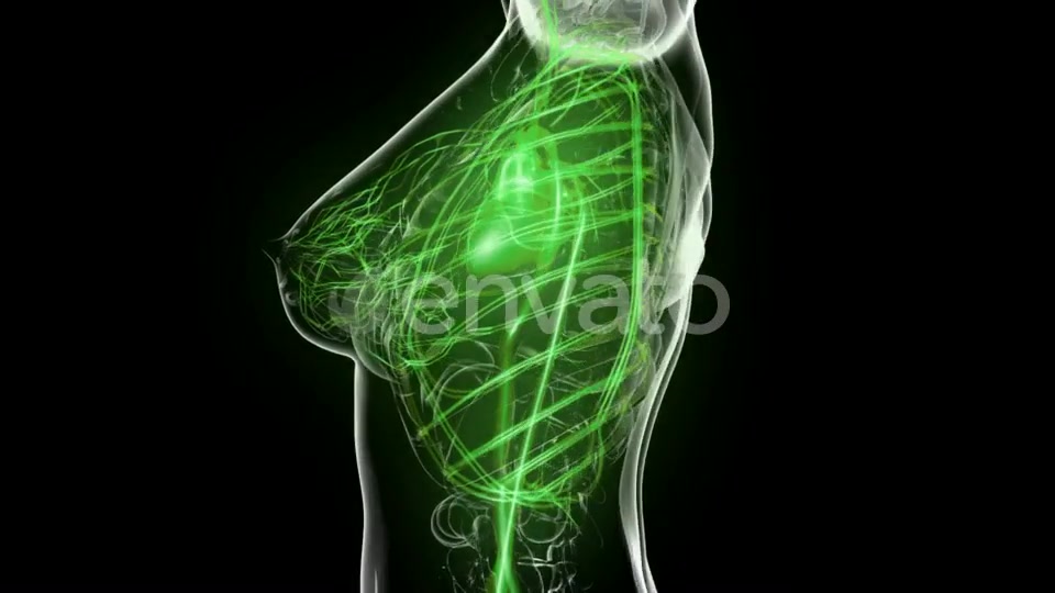 Human Body with Glow Blood Vessels - Download Videohive 21742596