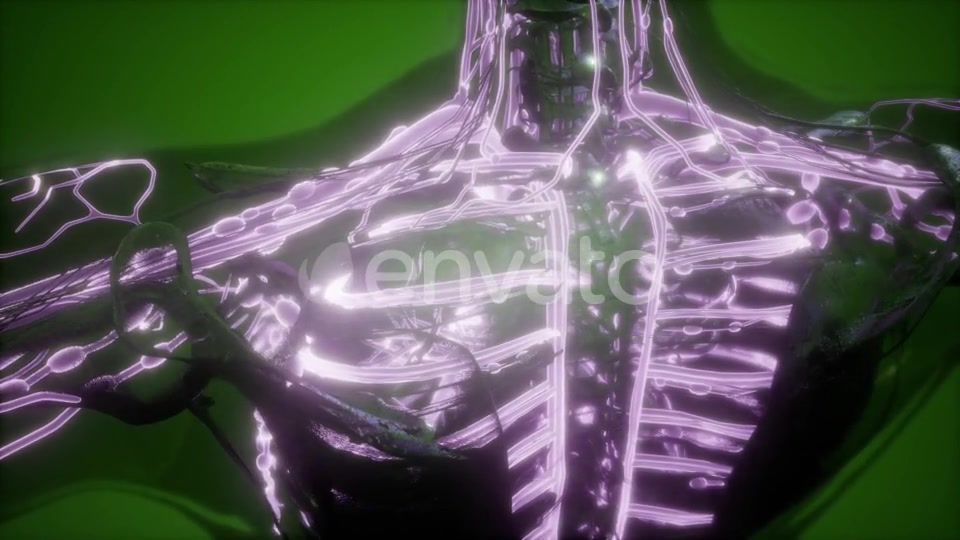 Human Body with Glow Blood Vessels - Download Videohive 21742738