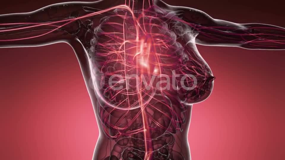 Human Body with Glow Blood Vessels - Download Videohive 21743234