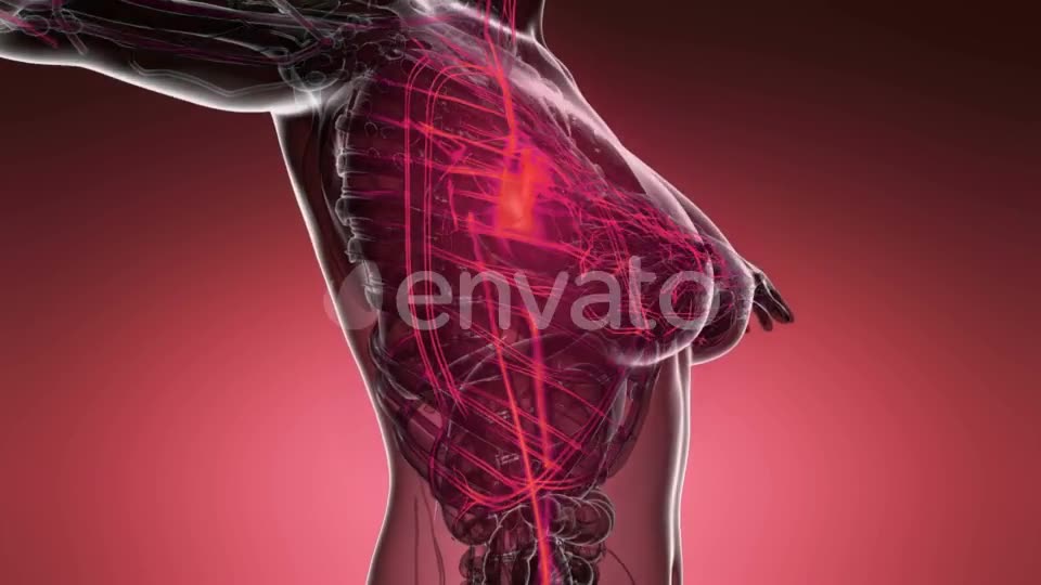 Human Body with Glow Blood Vessels - Download Videohive 21743234