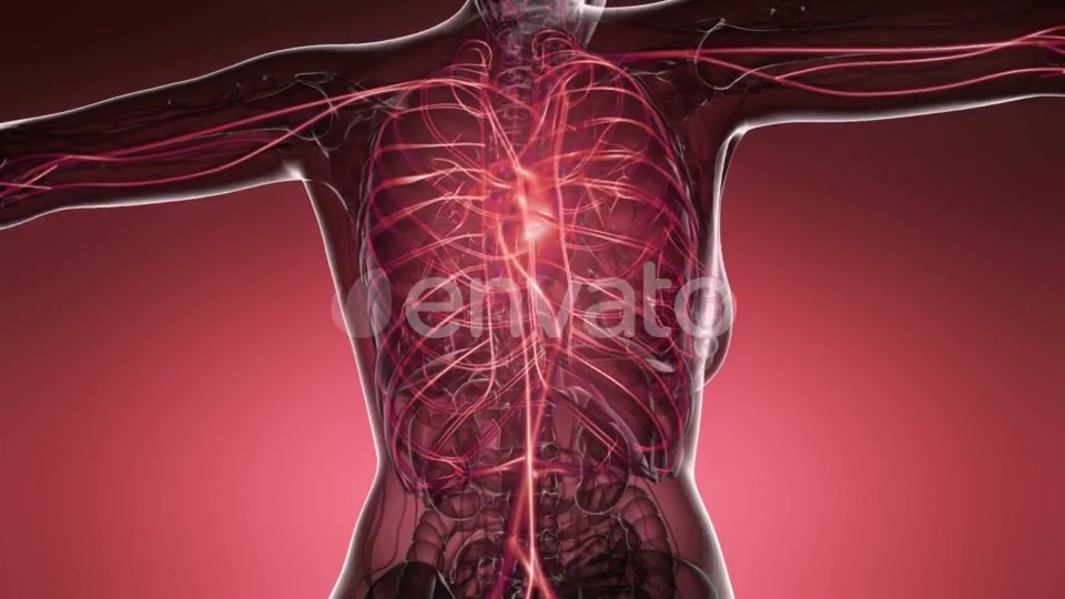 Human Body with Glow Blood Vessels - Download Videohive 21743234