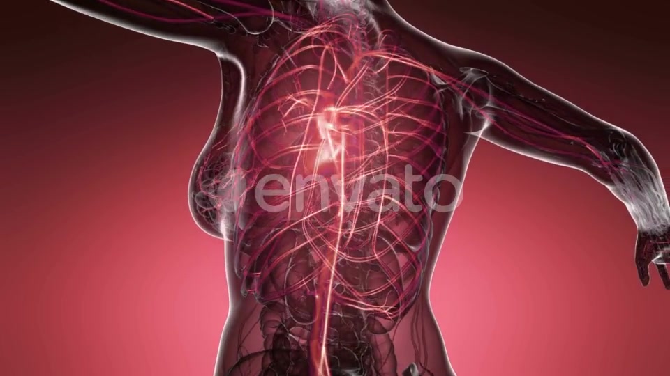 Human Body with Glow Blood Vessels - Download Videohive 21743234