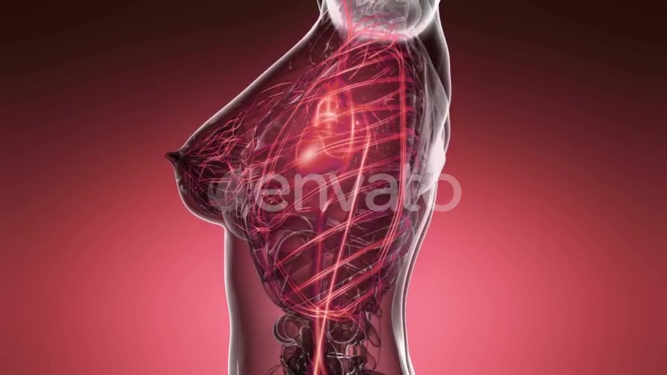 Human Body with Glow Blood Vessels - Download Videohive 21743234