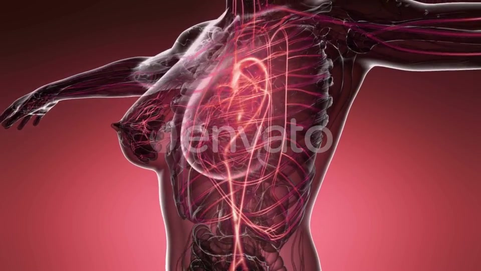 Human Body with Glow Blood Vessels - Download Videohive 21743234