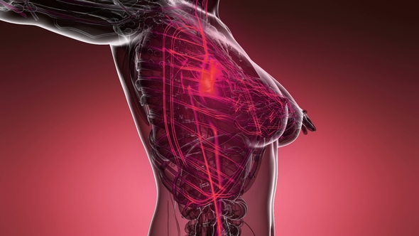 Human Body with Glow Blood Vessels - Download Videohive 21743234