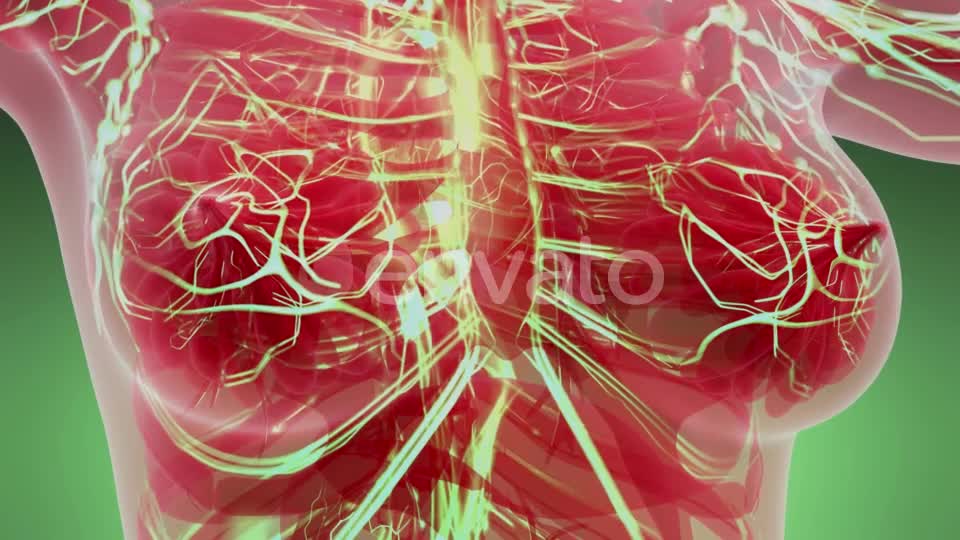 Human Body with Glow Blood Vessels - Download Videohive 21842486