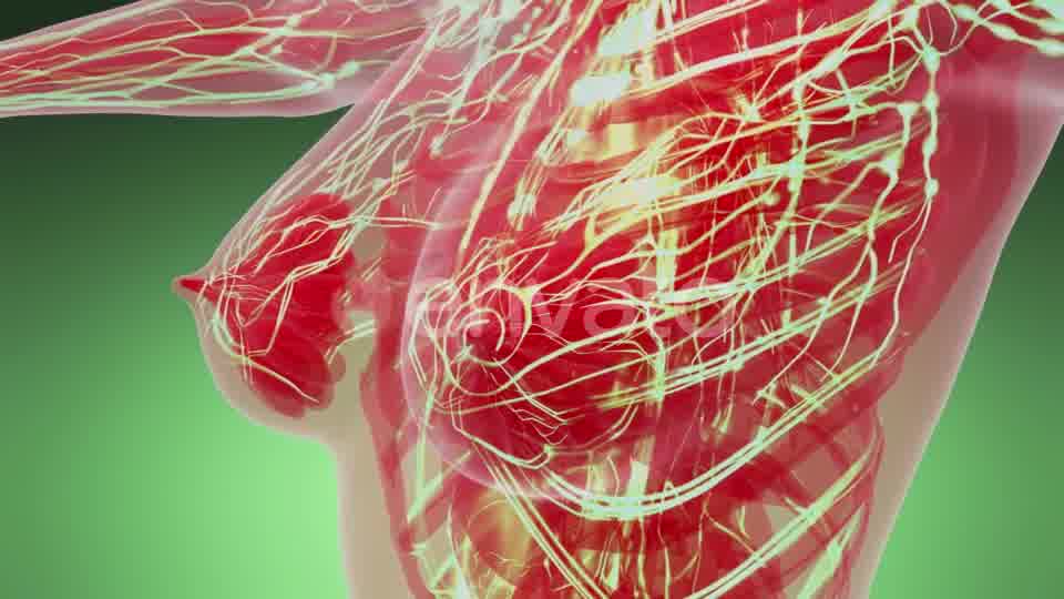 Human Body with Glow Blood Vessels - Download Videohive 21842486