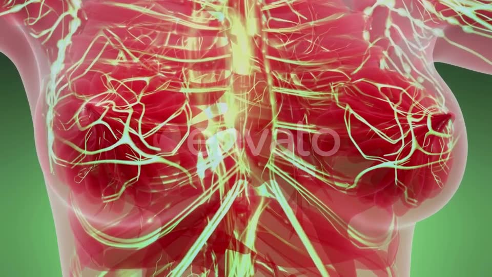 Human Body with Glow Blood Vessels - Download Videohive 21842486