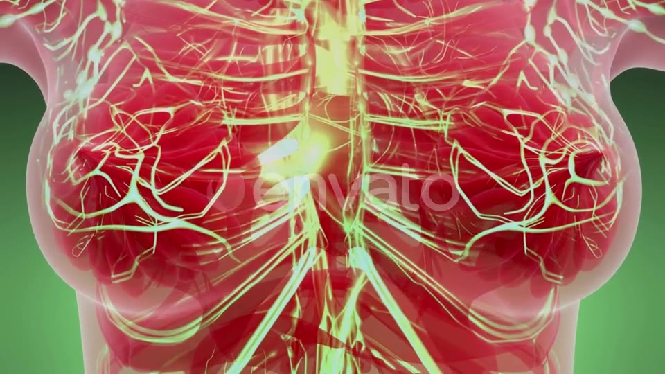 Human Body with Glow Blood Vessels - Download Videohive 21842486