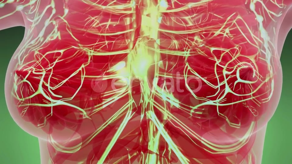 Human Body with Glow Blood Vessels - Download Videohive 21842486