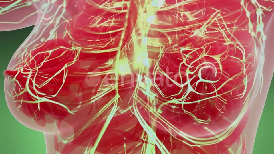 Human Body with Glow Blood Vessels - Download Videohive 21842486