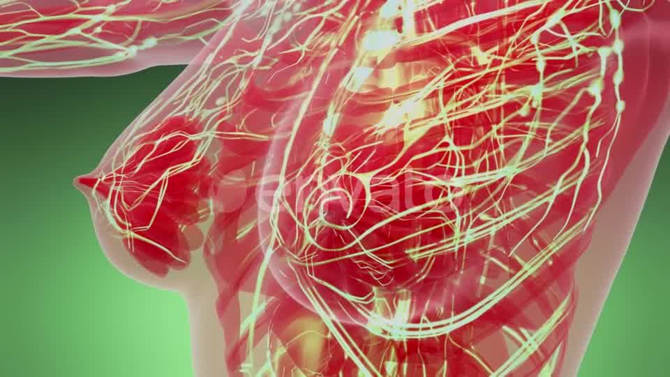 Human Body with Glow Blood Vessels - Download Videohive 21842486