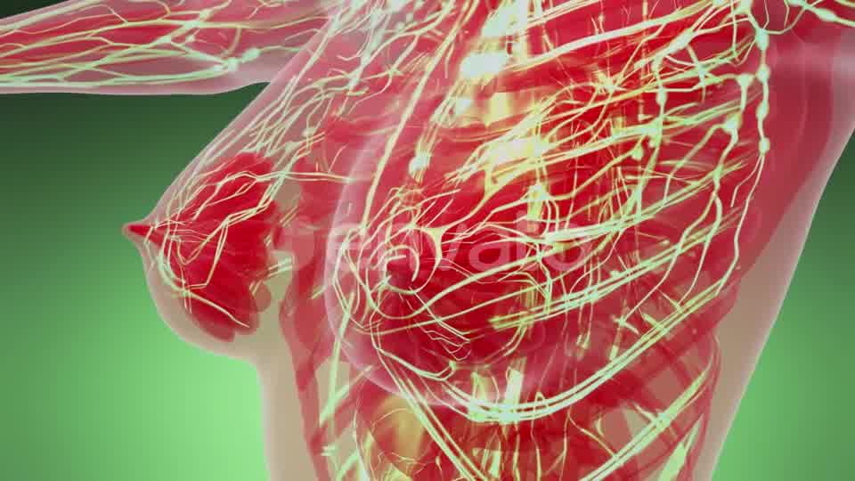 Human Body with Glow Blood Vessels - Download Videohive 21842486