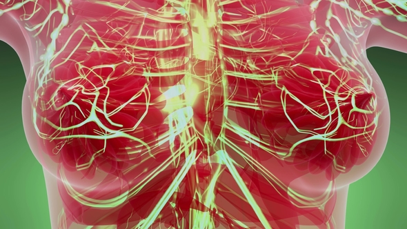 Human Body with Glow Blood Vessels - Download Videohive 21842486