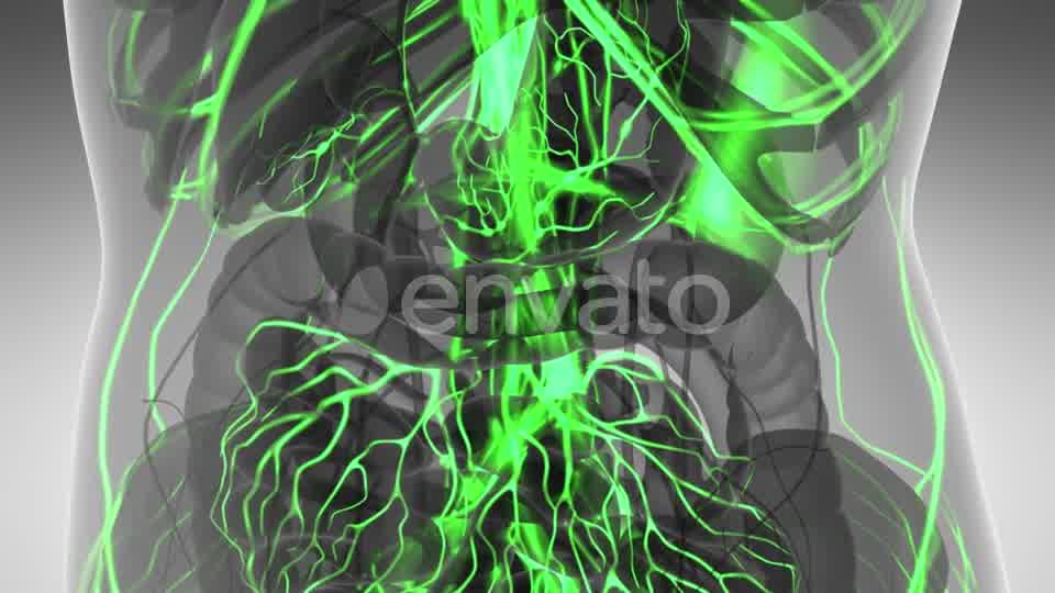 Human Body with Glow Blood Vessels - Download Videohive 21842528