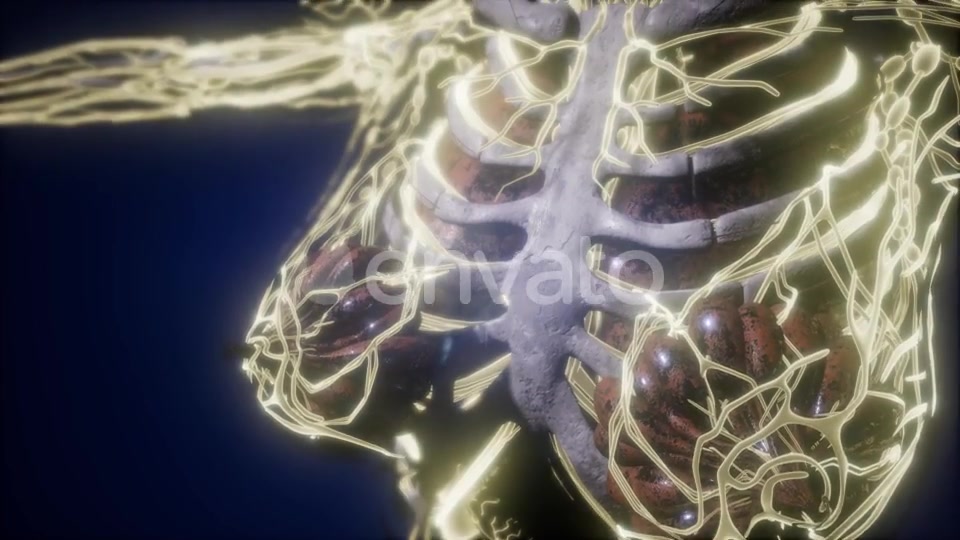 Human Body with Glow Blood Vessels - Download Videohive 21842905
