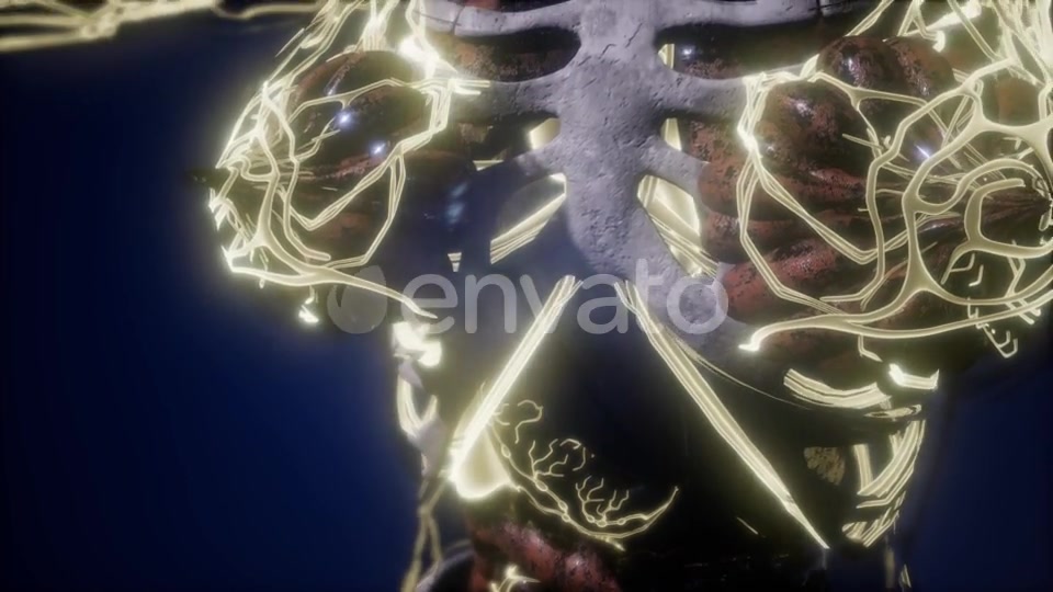 Human Body with Glow Blood Vessels - Download Videohive 21842905