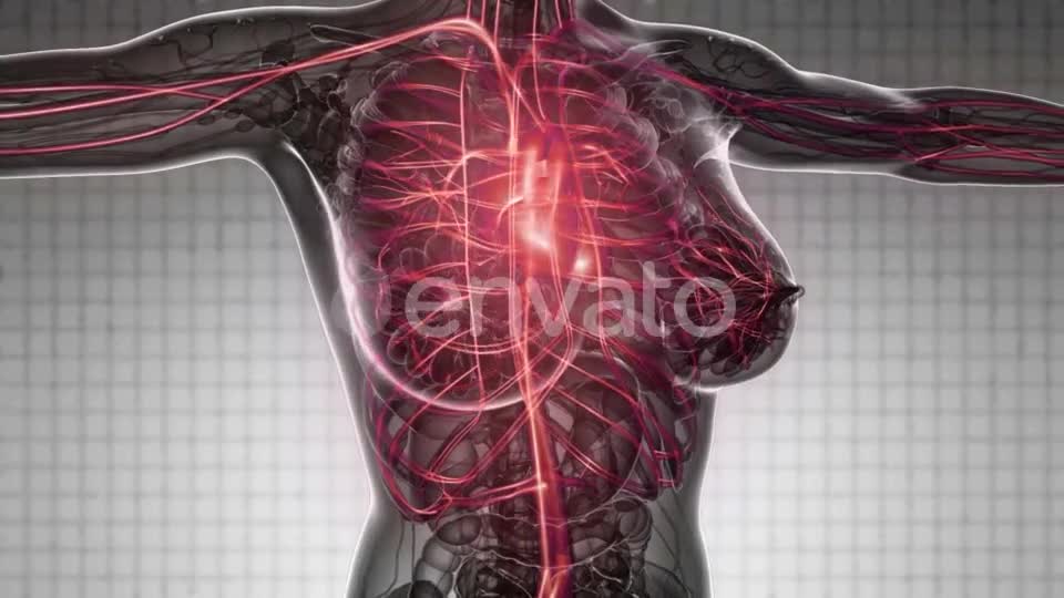 Human Body with Glow Blood Vessels - Download Videohive 21843014