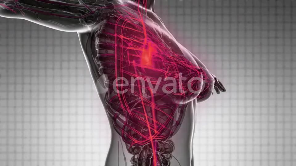 Human Body with Glow Blood Vessels - Download Videohive 21843014